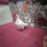 یک جفت ماده|پرنده|شوشتر, |دیوار