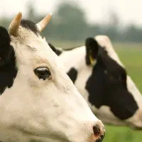 کارگر ساده گاوداری