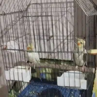 عروس هلندی نرو ماده دستی