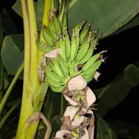 فروش ویلا باغ