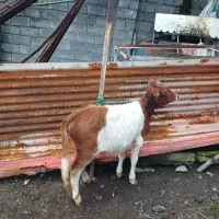 فروش‌دوراس گوساله سرابی اصل