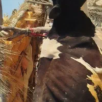 سلام گاو تصادفی