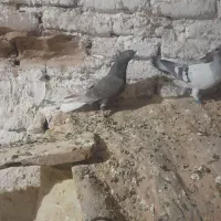 پرنده|پرنده|خلیل آباد, |دیوار