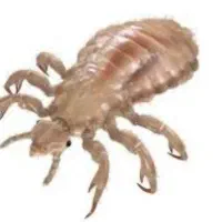 داروی شپش صد در صد تضمینی