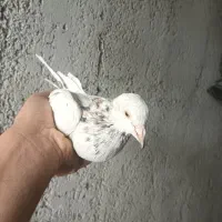 ماده سرور دورگ|پرنده|نجفآباد, جلال آباد|دیوار