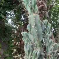 صخره ای|گل و گیاه طبیعی|رشت, استادسرا|دیوار