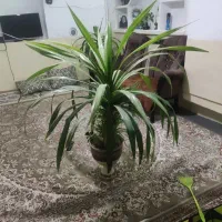 گل پاندانوس