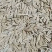 فروش دو تن جو محلی درجه یک