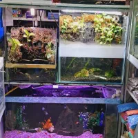 ماهی گوپی کوپی آکواریوم سوپر مولد|ماهی|مشهد, شهید آوینی|دیوار