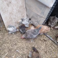 خروس