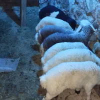 میش|حیوانات مزرعه|چوار, |دیوار