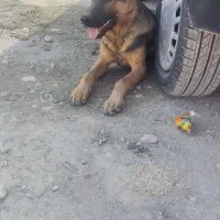 فروش سگ ژرمن ورک چند ماهه اصیل