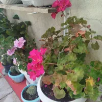 گل شمعدونی های مختلف با بهترین قیمت