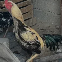 خروس