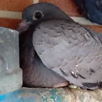 کفتر پاکستانی اصل|پرنده|قم, آزادگان|دیوار