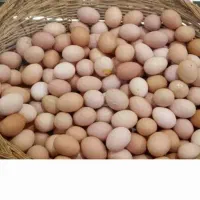 تخم مرغ محلی