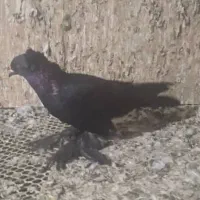 کبوترسیاه ماده فراری