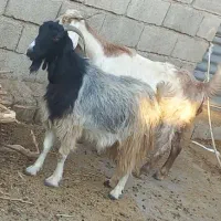 بره نر و ماده . دو تا بز ابستن