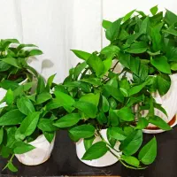 گلهای طبیعی