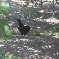مرغ و خروس ایام سمانی