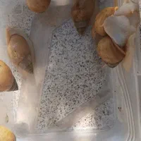 حلزون سایز بزرگ