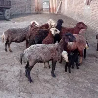 میش و بره