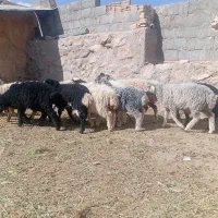 فروش بر باکهر