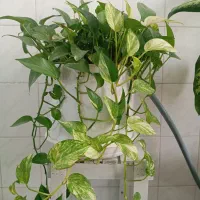 4 عدد گل زیبا ارزان|گل و گیاه طبیعی|شهرکرد, |دیوار