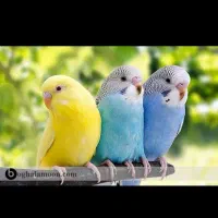 مرغ عشق معاوظه بامرغ خروس اردک