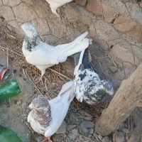 کبوتر|پرنده|بمپور, |دیوار