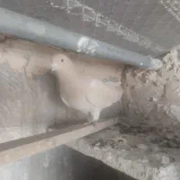 سه عدد کبوتر جوان|پرنده|سنندج, |دیوار