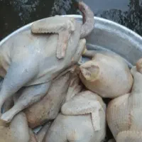 مرغ و خروس محلی ارگانیک