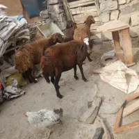 گوسفند زنده کیلوی ۲۶۰۰۰تومن