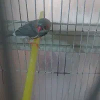 فنچ زبرا نر