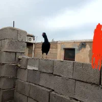 مرغ و خروس گلین فول