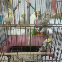 عروس هلندی دون خور شده