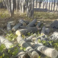 خرد چوب ودرخت|خدمات باغبانی و درختکاری|اردبیل, |دیوار