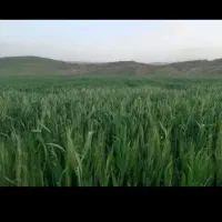 زمین کشاورزی اجاره داده میشود