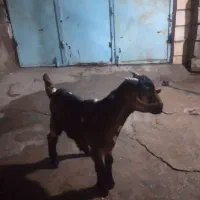 بیگ نر عروسک