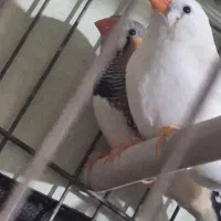 فنچ جفت با قفس