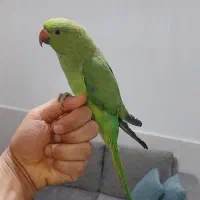 طوطی ملنگو رام و دستی|پرنده|خرمشهر, |دیوار