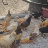 کفتر پرشی