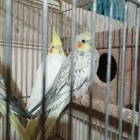 جفت عروس لوتینو گلباقالی مولد