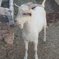 بزغاله نر ۶ماهه سانن|حیوانات مزرعه|باخزر, |دیوار