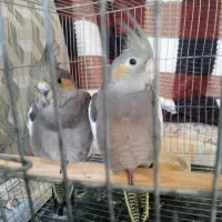 عروس هلندی