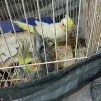 عروس هلندی سخنگو نرماده جداهم میدهم لوتینو خاکستری