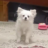 واگذاری سگ پامرین روباهی