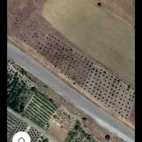 2000متر باغ بادام((معاوضه))|فروش زمین و ملک کلنگی|دینور, |دیوار