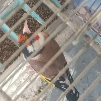 سهره  چهارگل