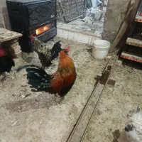 مرغ خروس برهما معمولی نوچه لهستانی